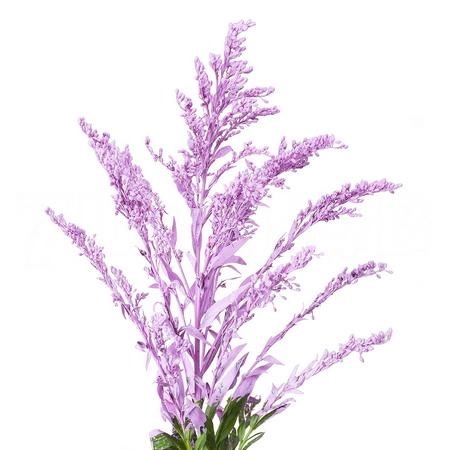 Солидаго краш. розовый