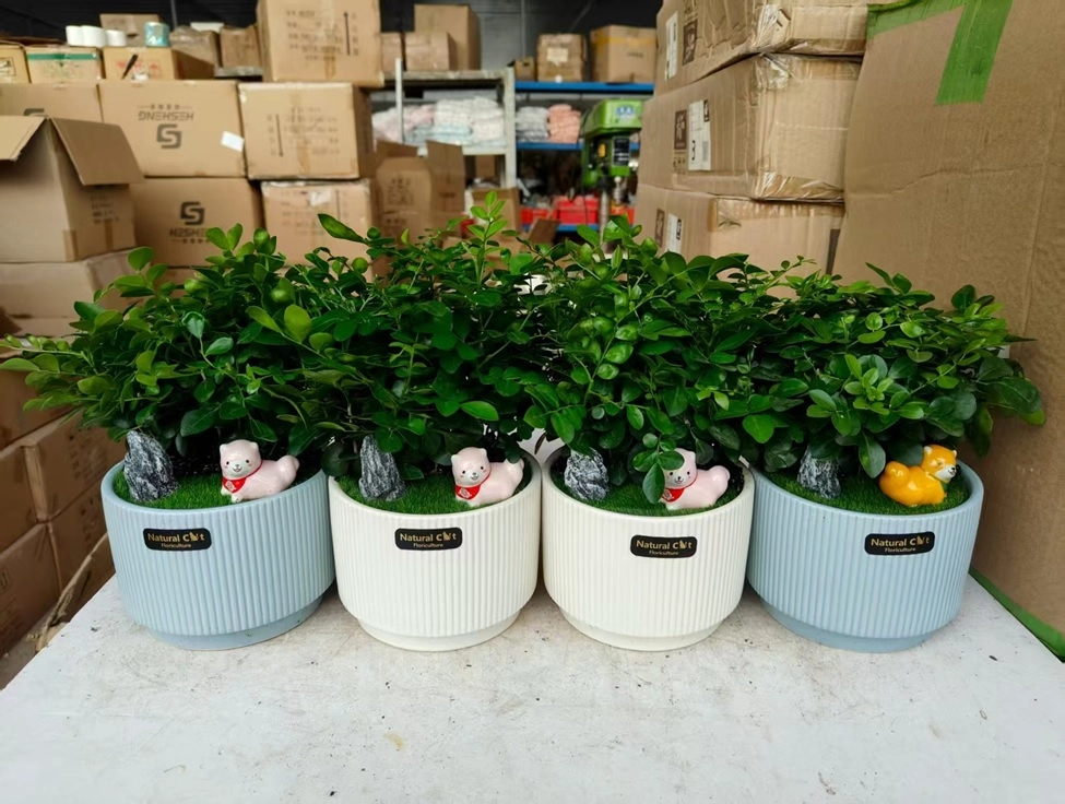 Муррайя Паникулята в кашпо