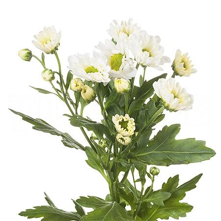 Хризантема са росси вайт