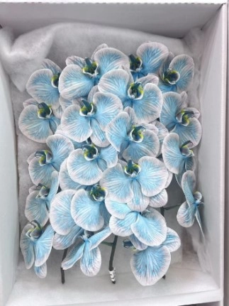 Фаленопсис мс23