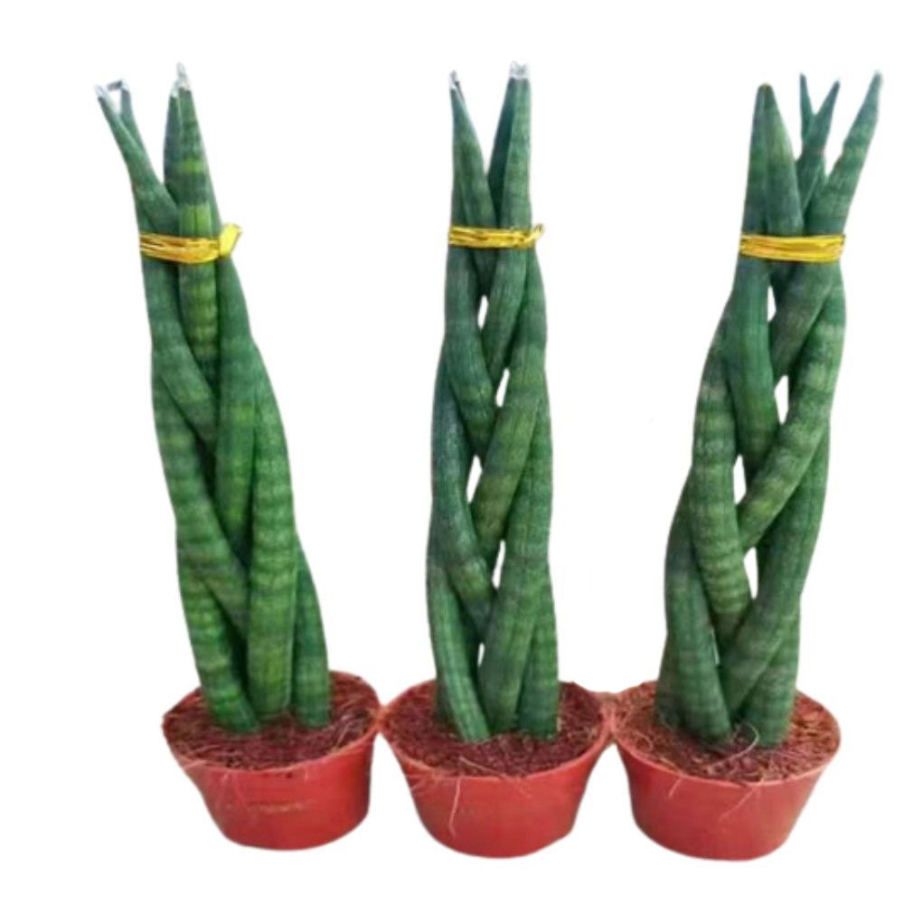 Сансевиерия цилиндрическая переплетенная