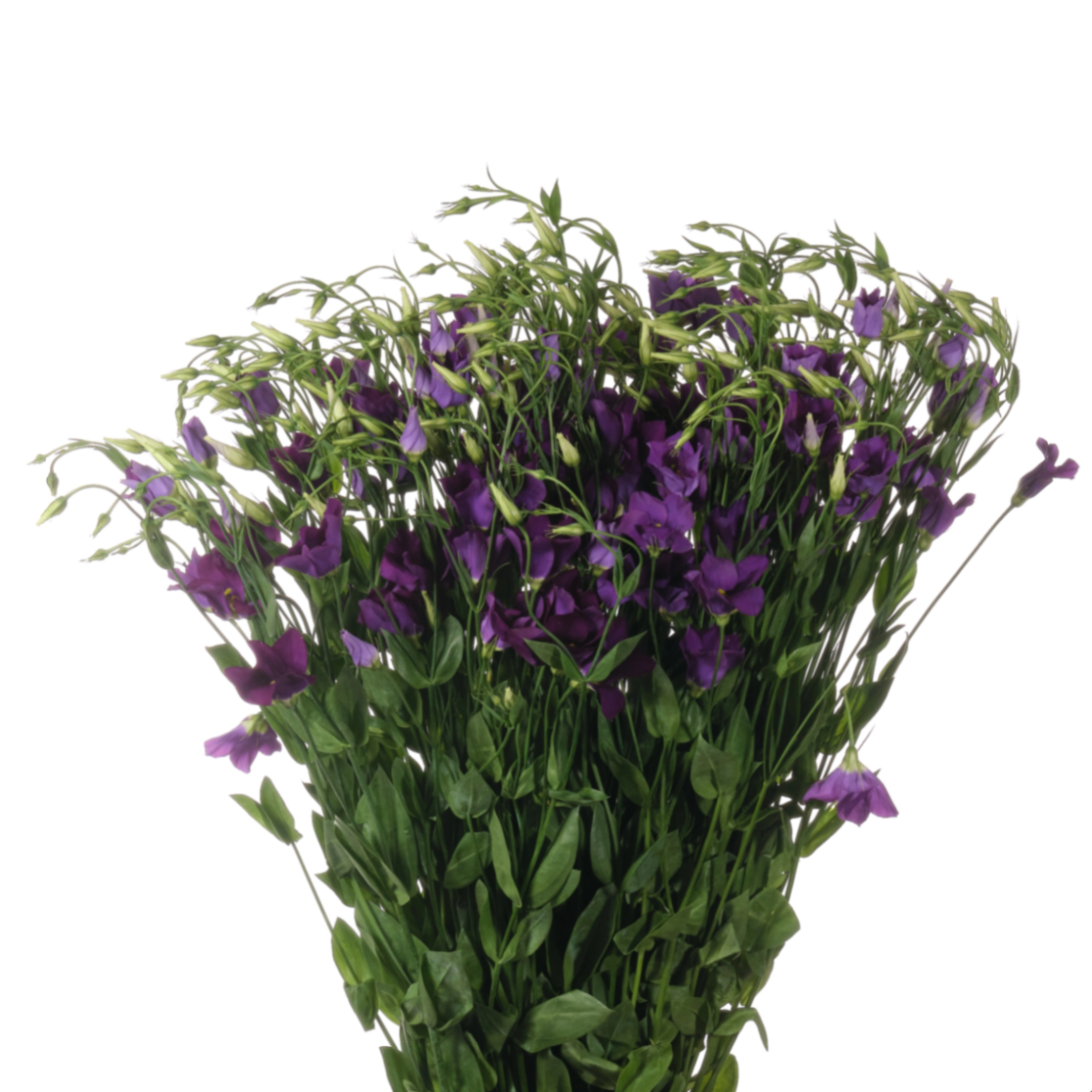 Лизиантус эн ботаник блу