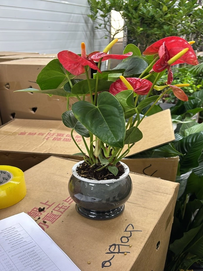 Антуриум андрианум красный на гидропонике