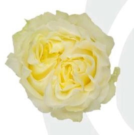 Роза однг креми кисс