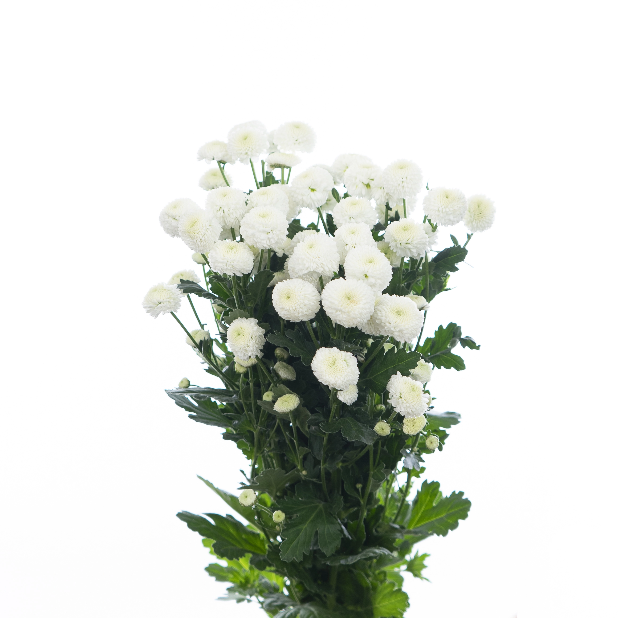 Хризантема куст ньютон