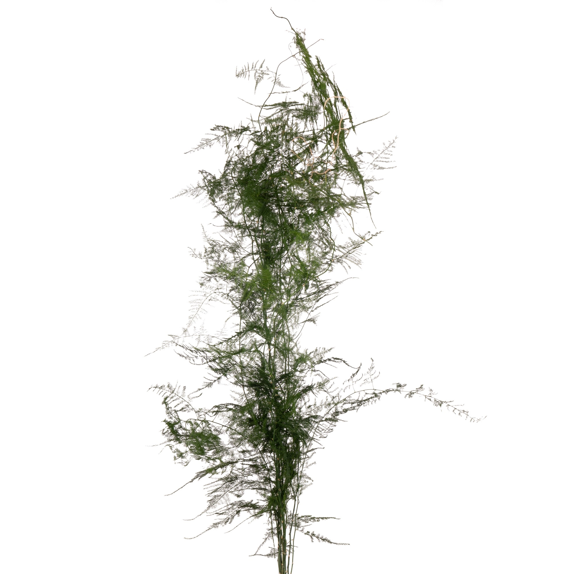 Листья Аспарагус триферн