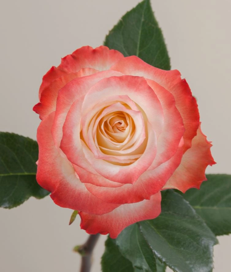 Роза однг кабаре