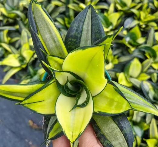 Сансевиерия Солид Голд