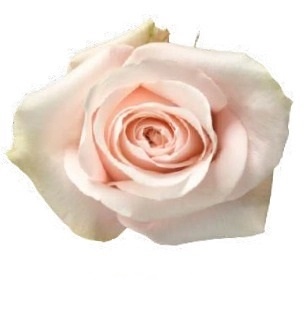 Роза однг помароза