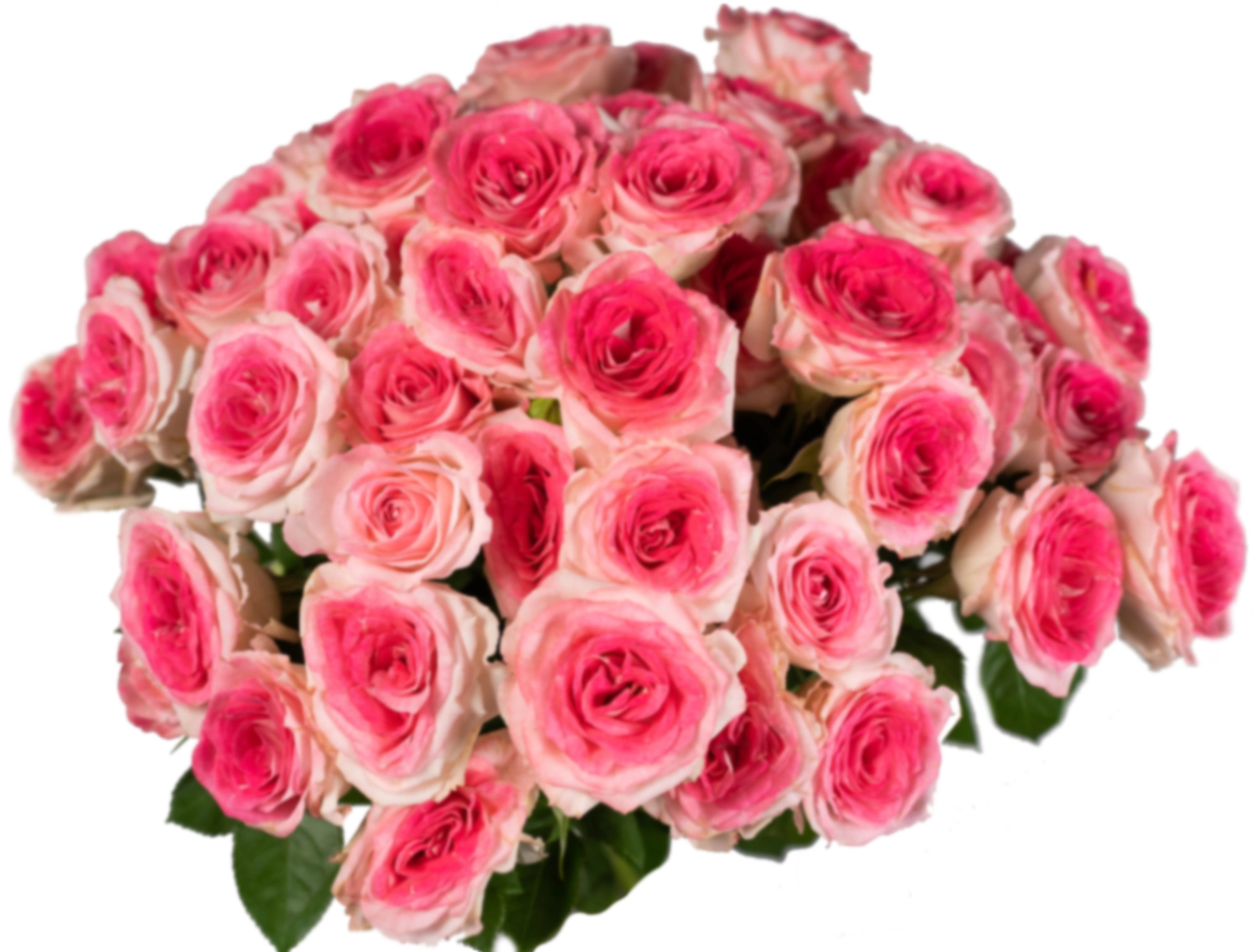 Роза куст миднайт мэджик