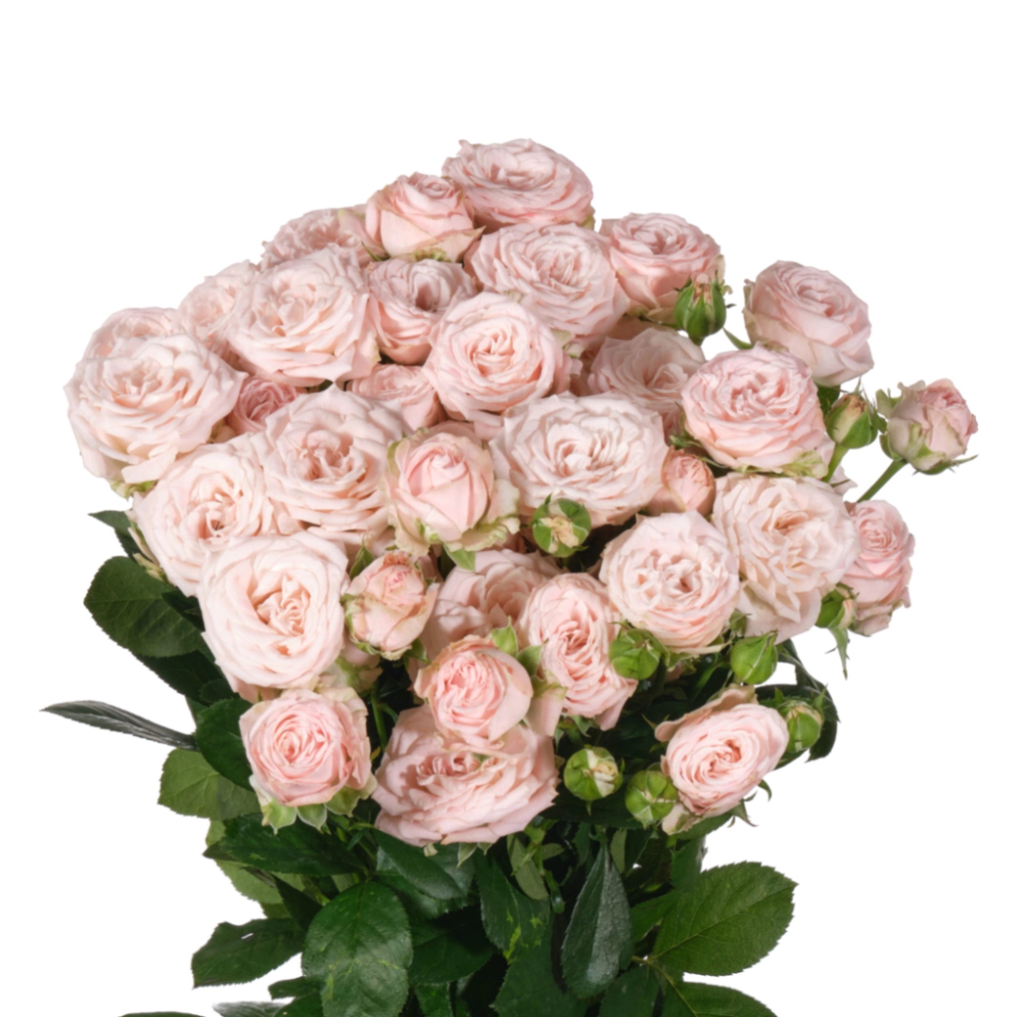 Роза куст бомбастик