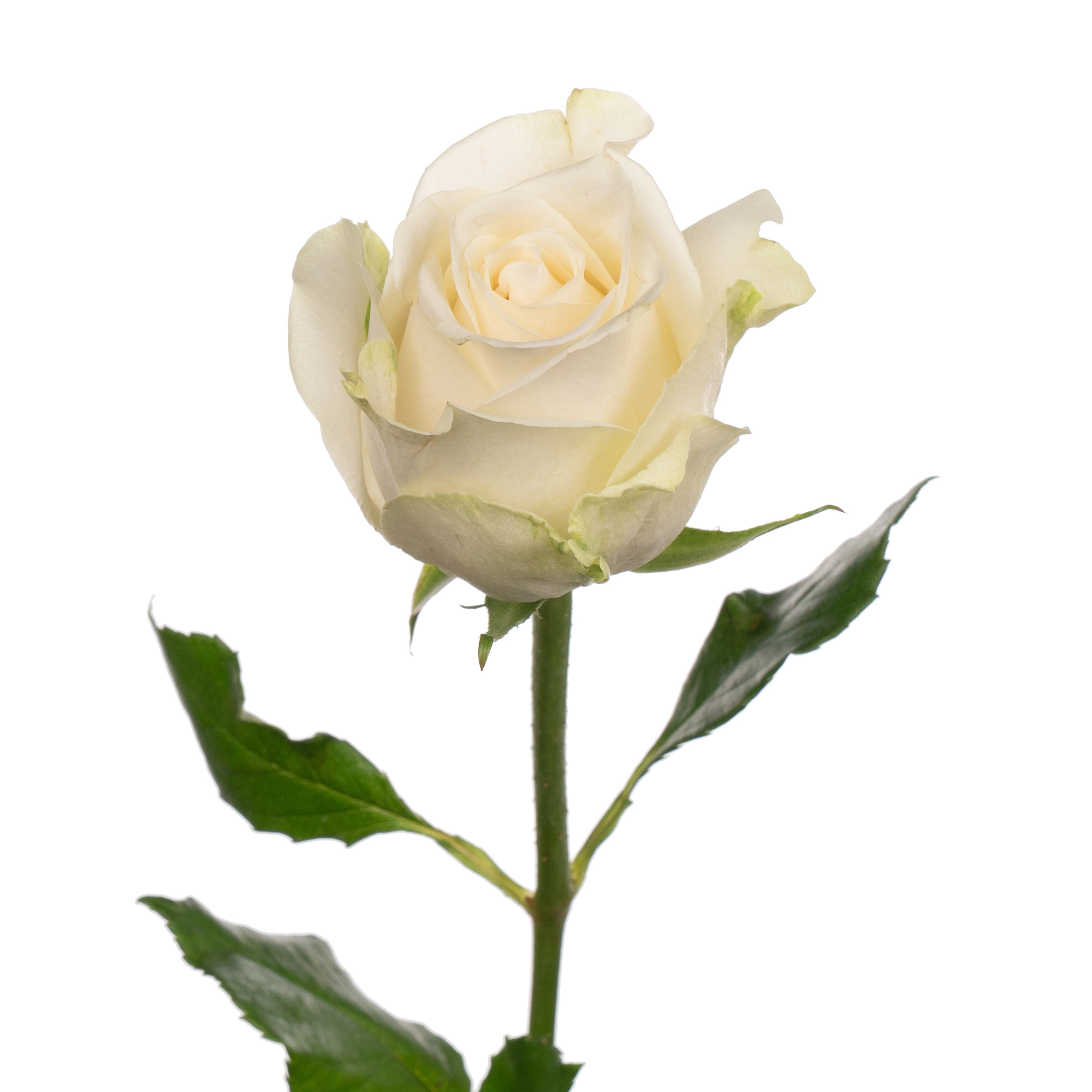 Роза однг адалониа