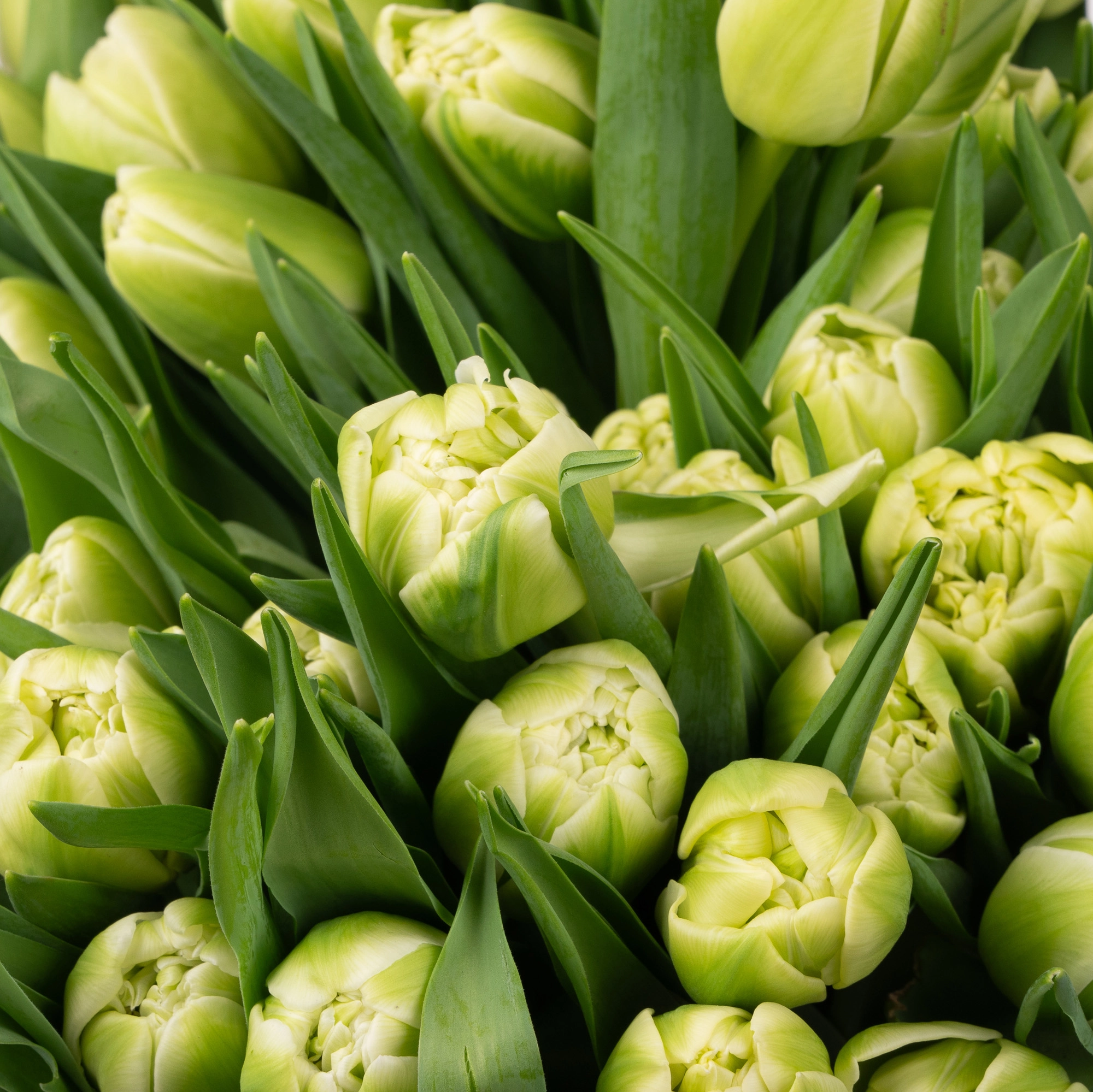 Тюльпан махровый авант гард