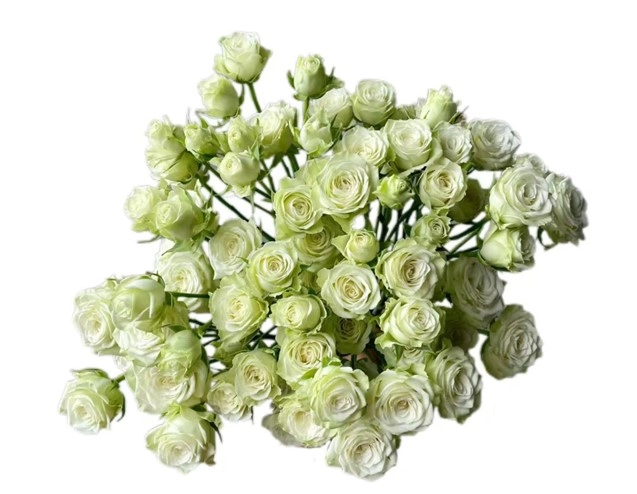 Роза куст старри беби