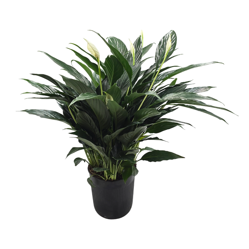 Спатифиллум Блэк