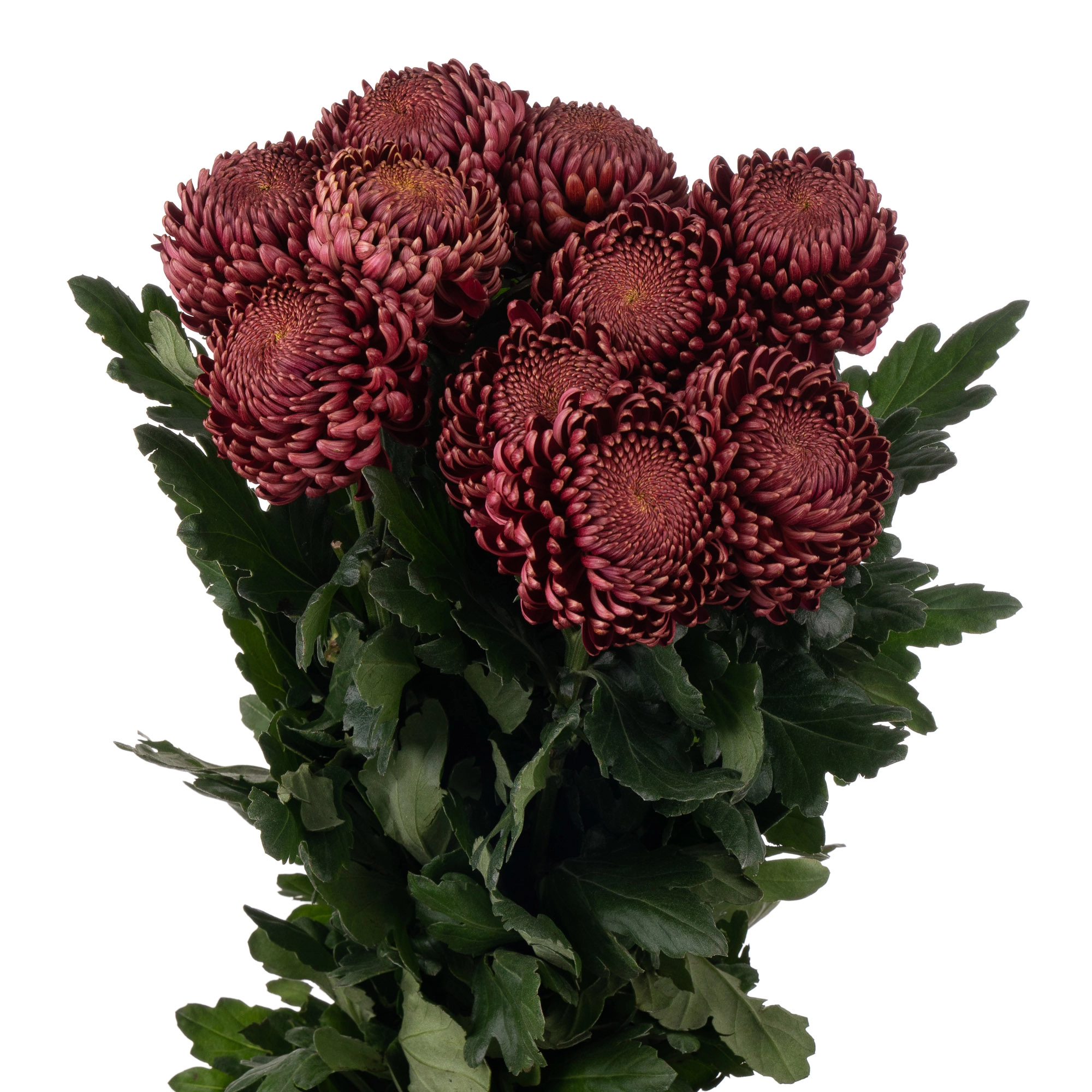 Хризантема гп бигуди ред