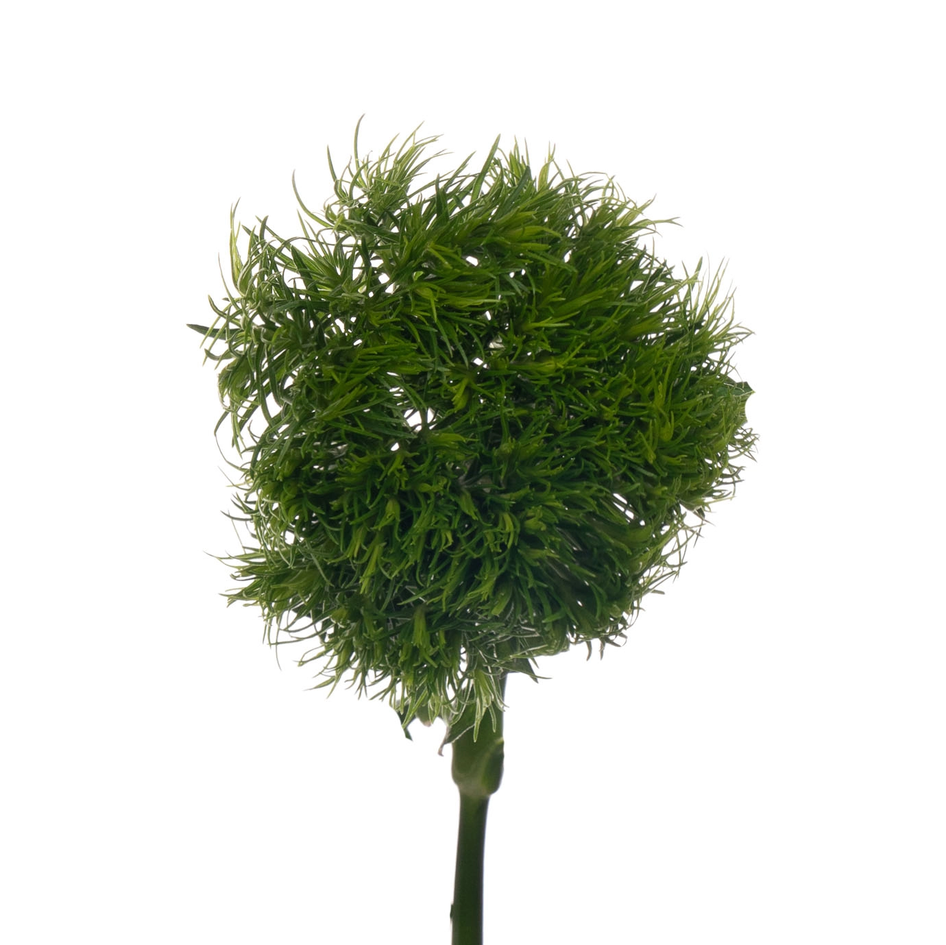 Гвоздика грин трик