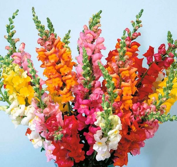 Леувенбек микс