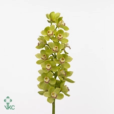 Цимбидиум эмеральд