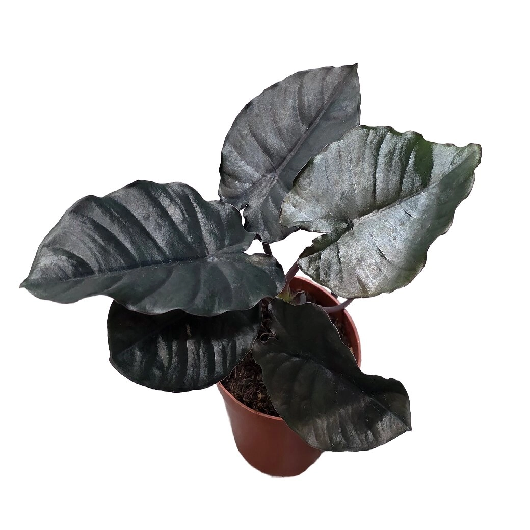 Алоказия Блэк Мэджик