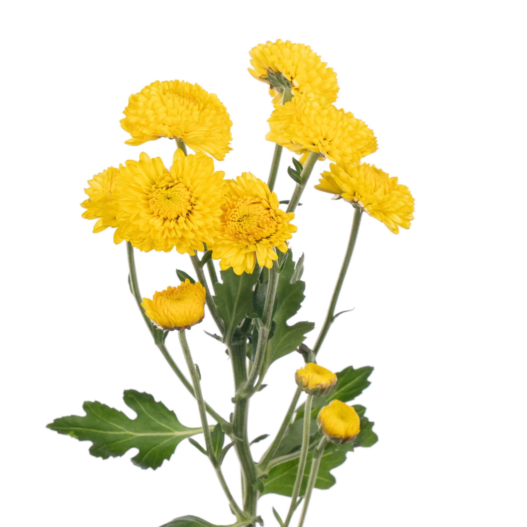 Хризантема куст еллоу каку