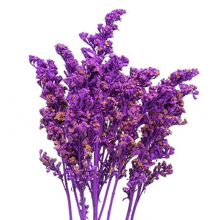 Солидаго краш. голд глори пурпурное