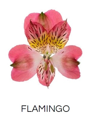 Альстромерия фламинго