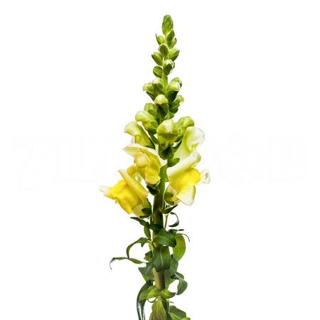 Леувенбек опус желтый