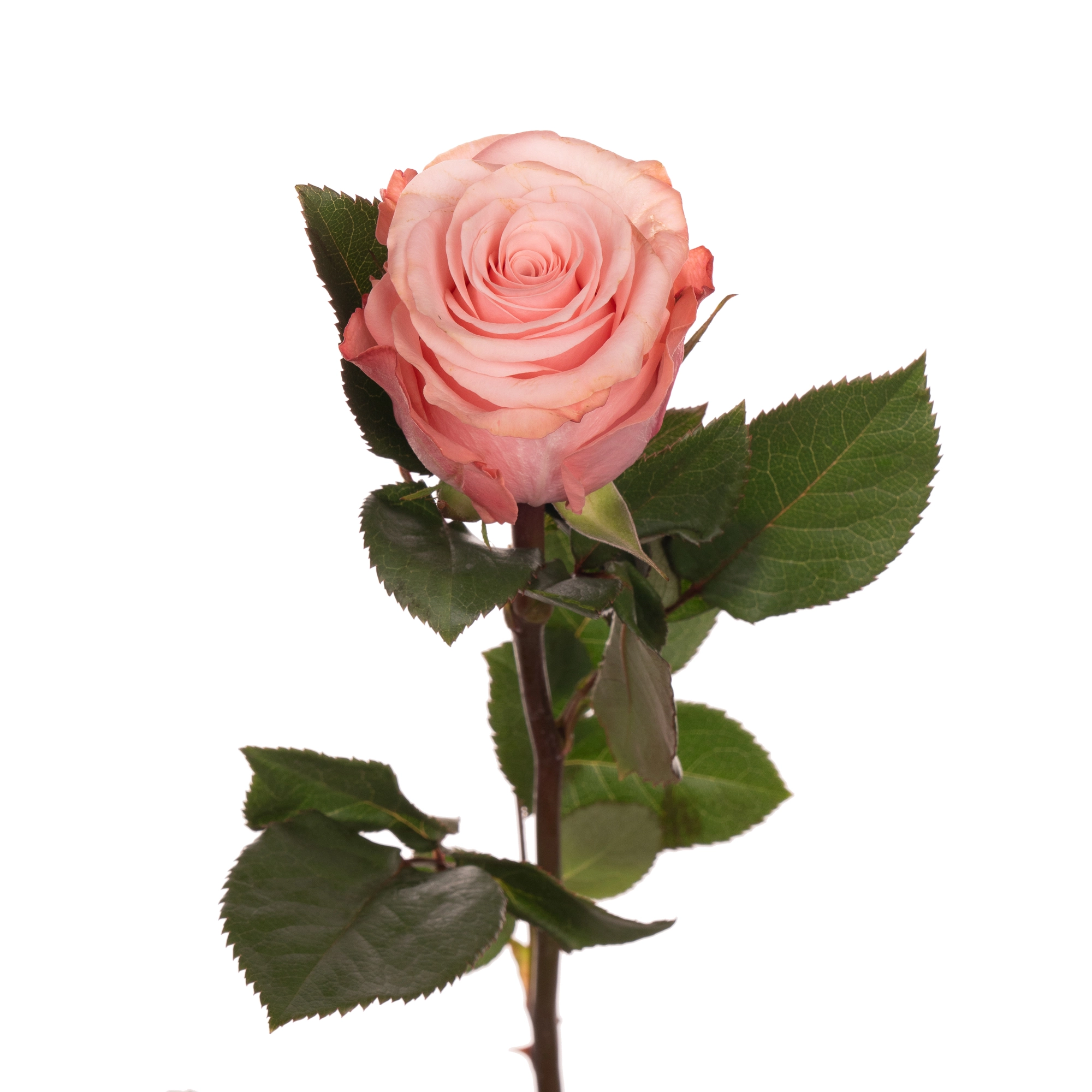 Роза однг би свит