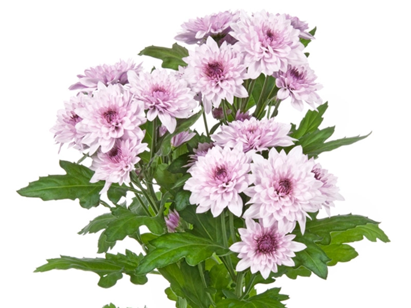 Хризантема куст пинк дант