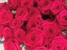 Роза однг ви пинк