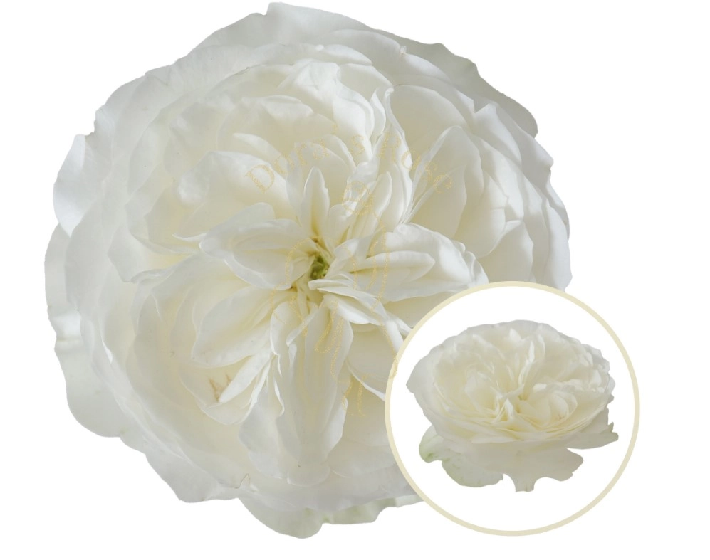 Роза однг трафальгар