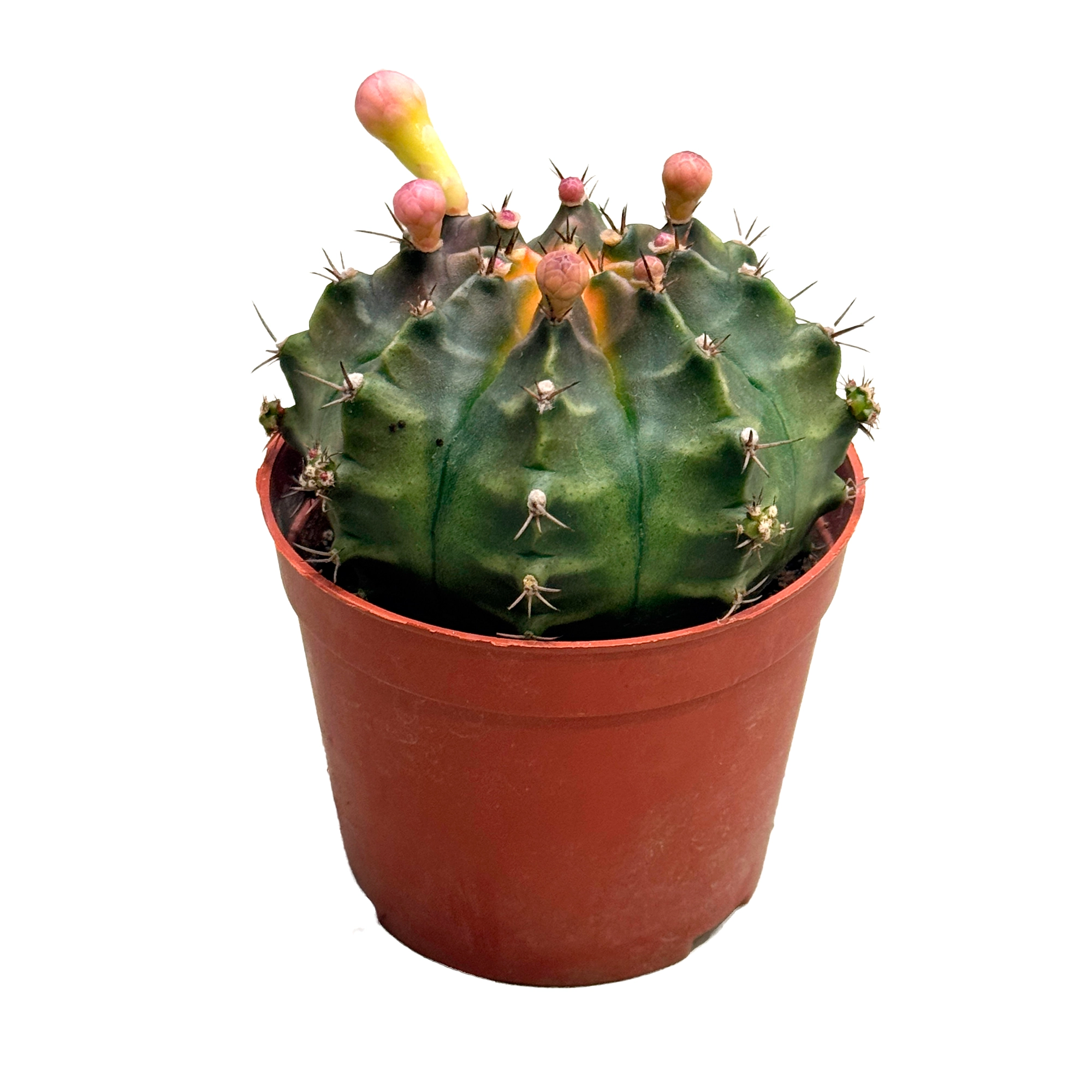 Гимнокалициум Михановича