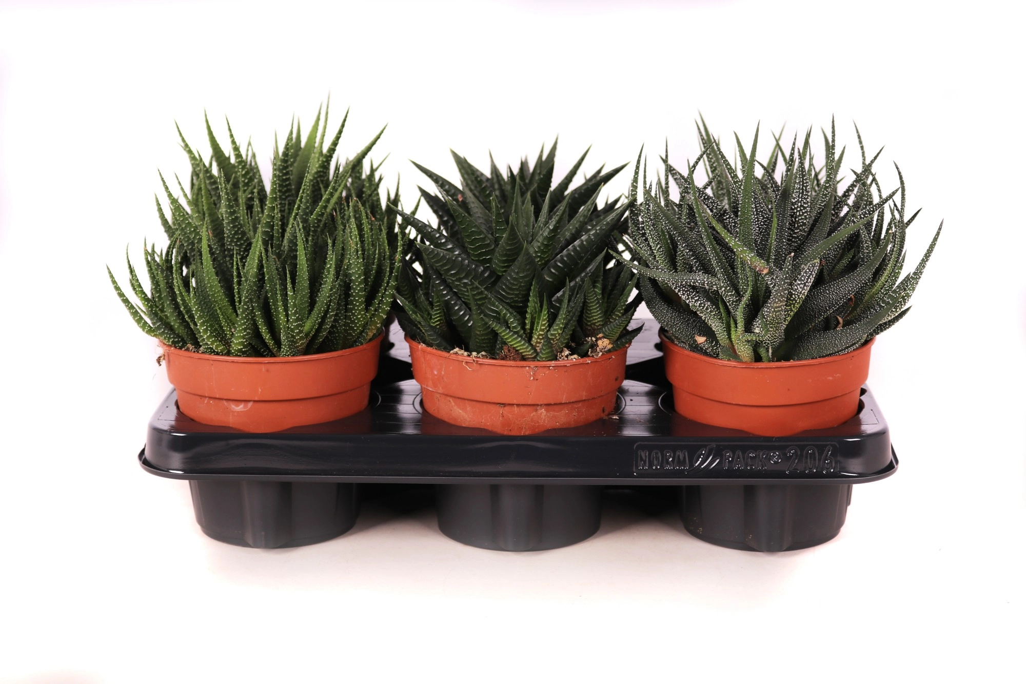 Хавортия Микс