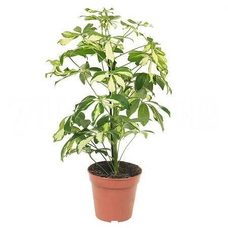 Шеффлера Герда