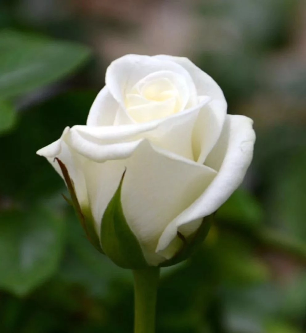 Роза однг акито