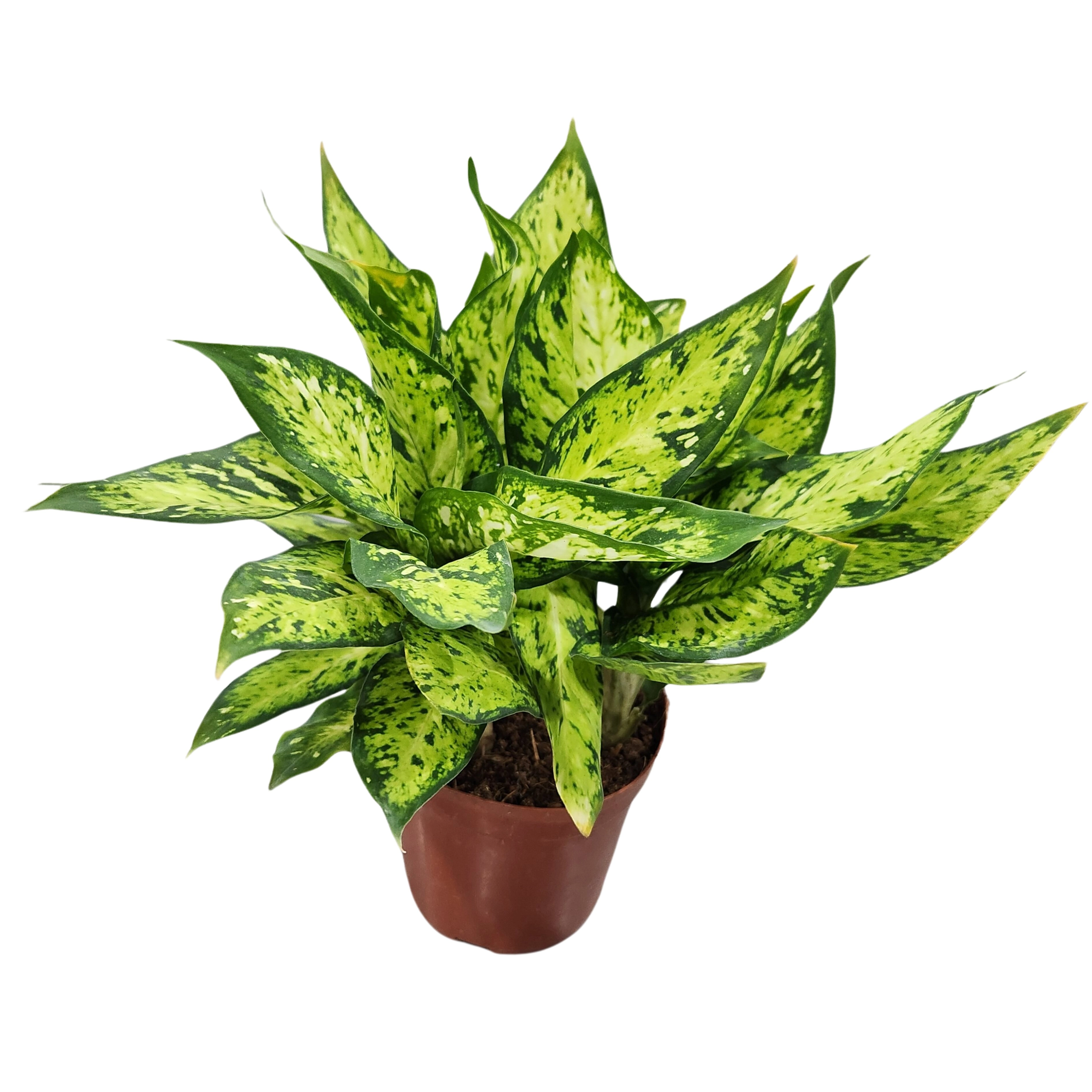 Диффенбахия Брайт Стар