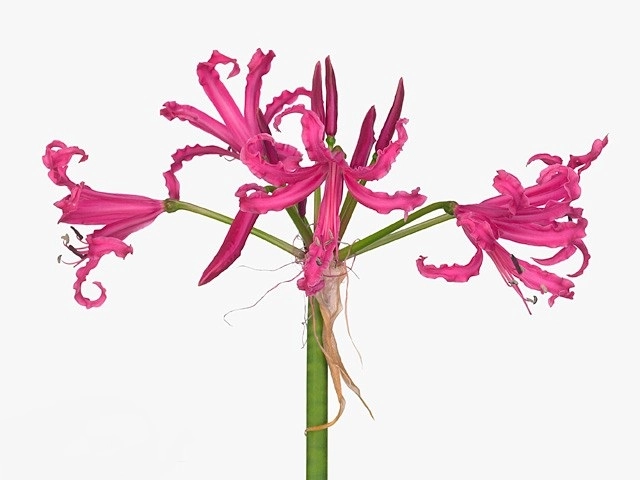 Нерине боудена александра