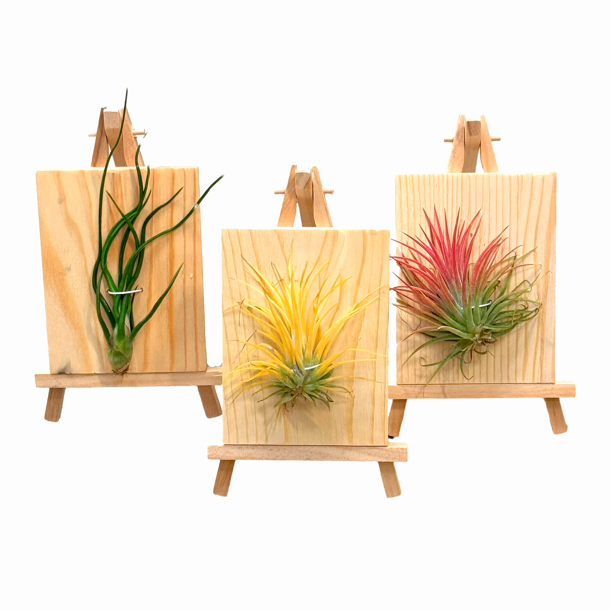 Тилландсия атмосферная Креатив микс