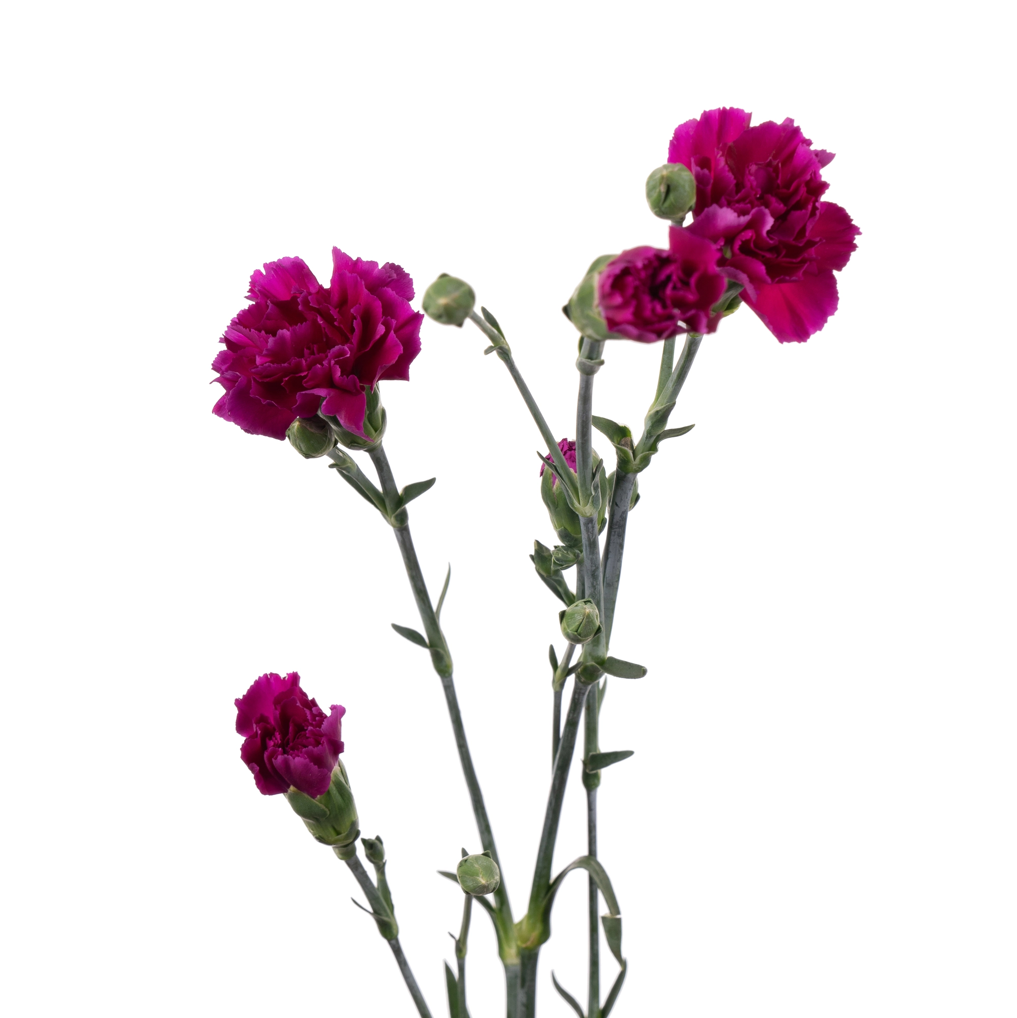 Гвоздика куст 3,2 кг пурпурная