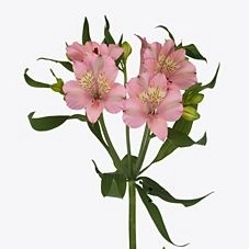 Альстромерия стефани