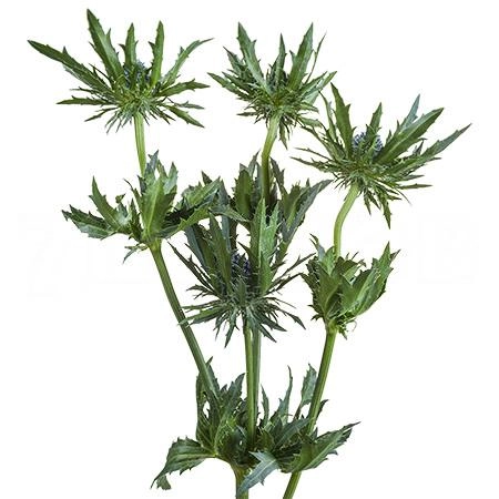 Эрингиум орион гуестар