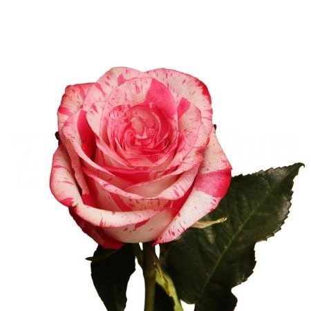 Роза однг мэджик таймс