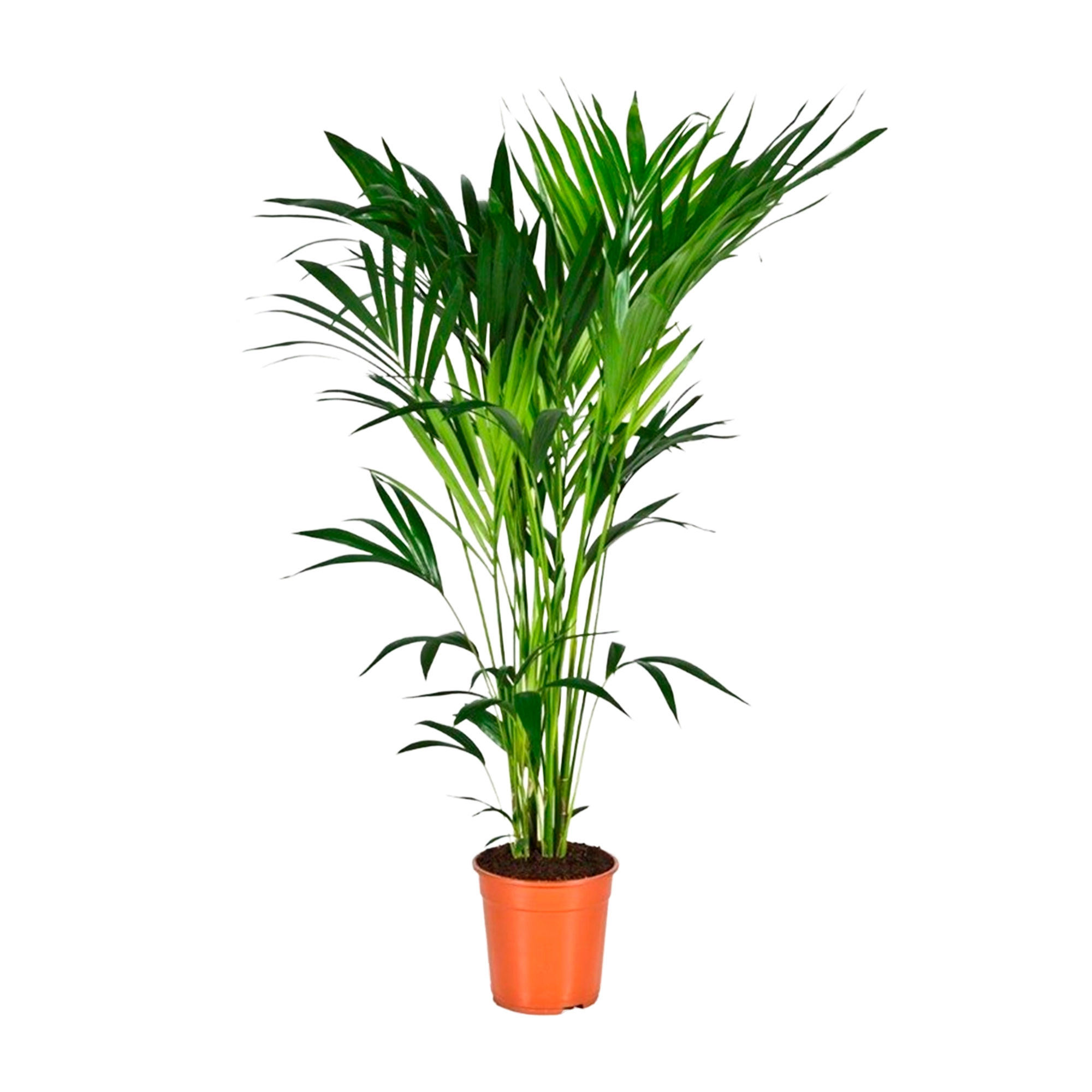 Ховея Форстериана