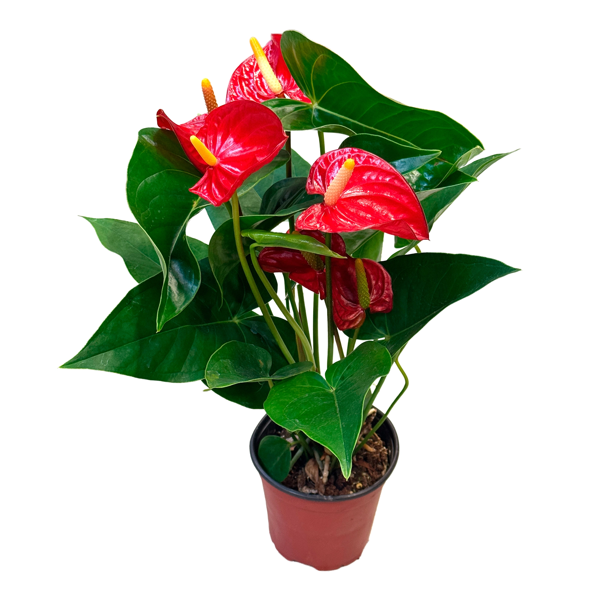 Антуриум андрианум Аппер Гёрл 3 ст