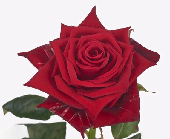 Роза однг сарина