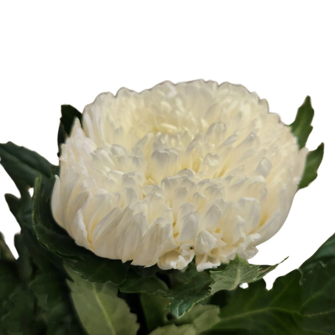 Хризантема однг мамс вайт пиони