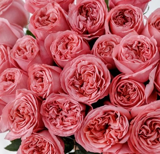 Роза однг пинк экспрешн