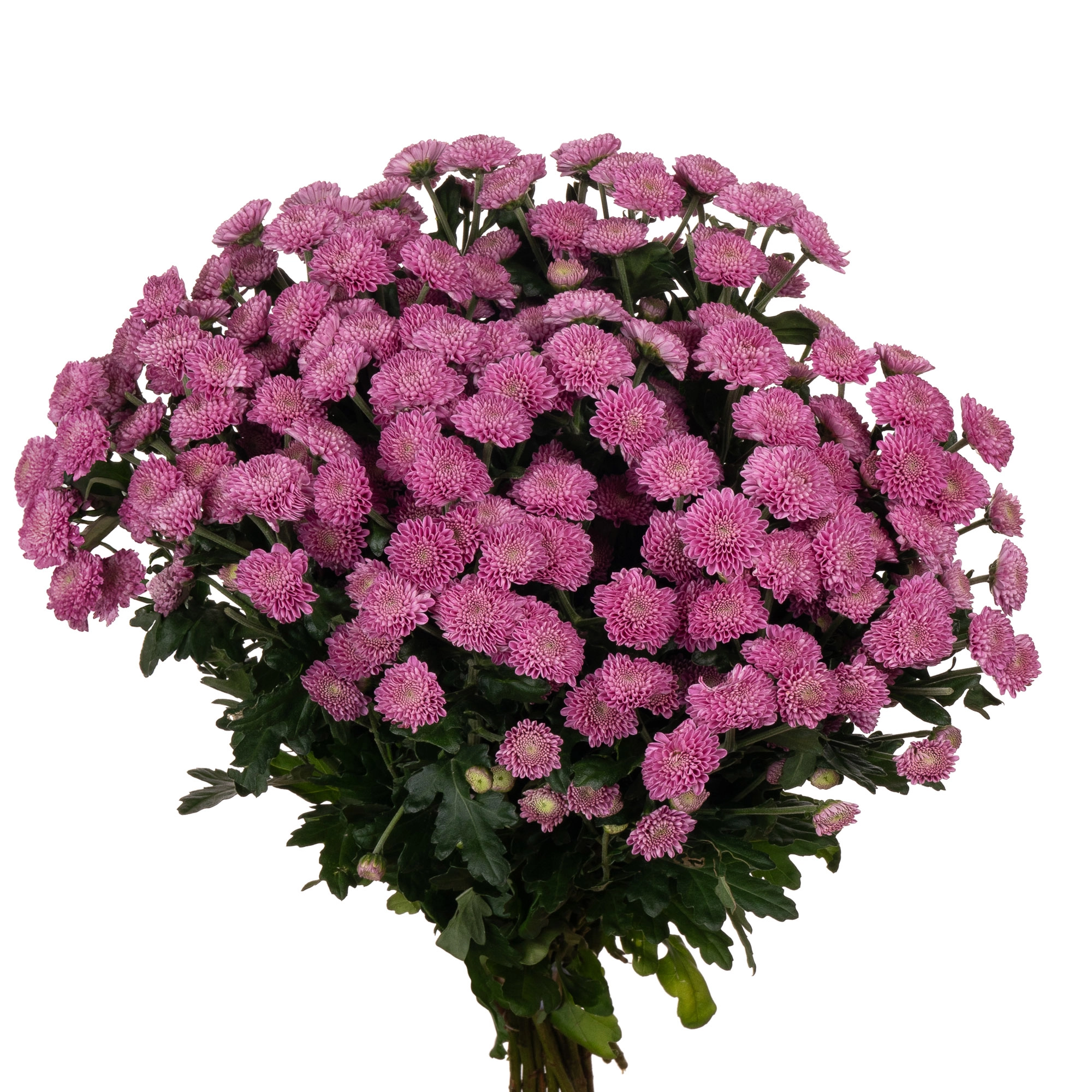 Хризантема са дориа