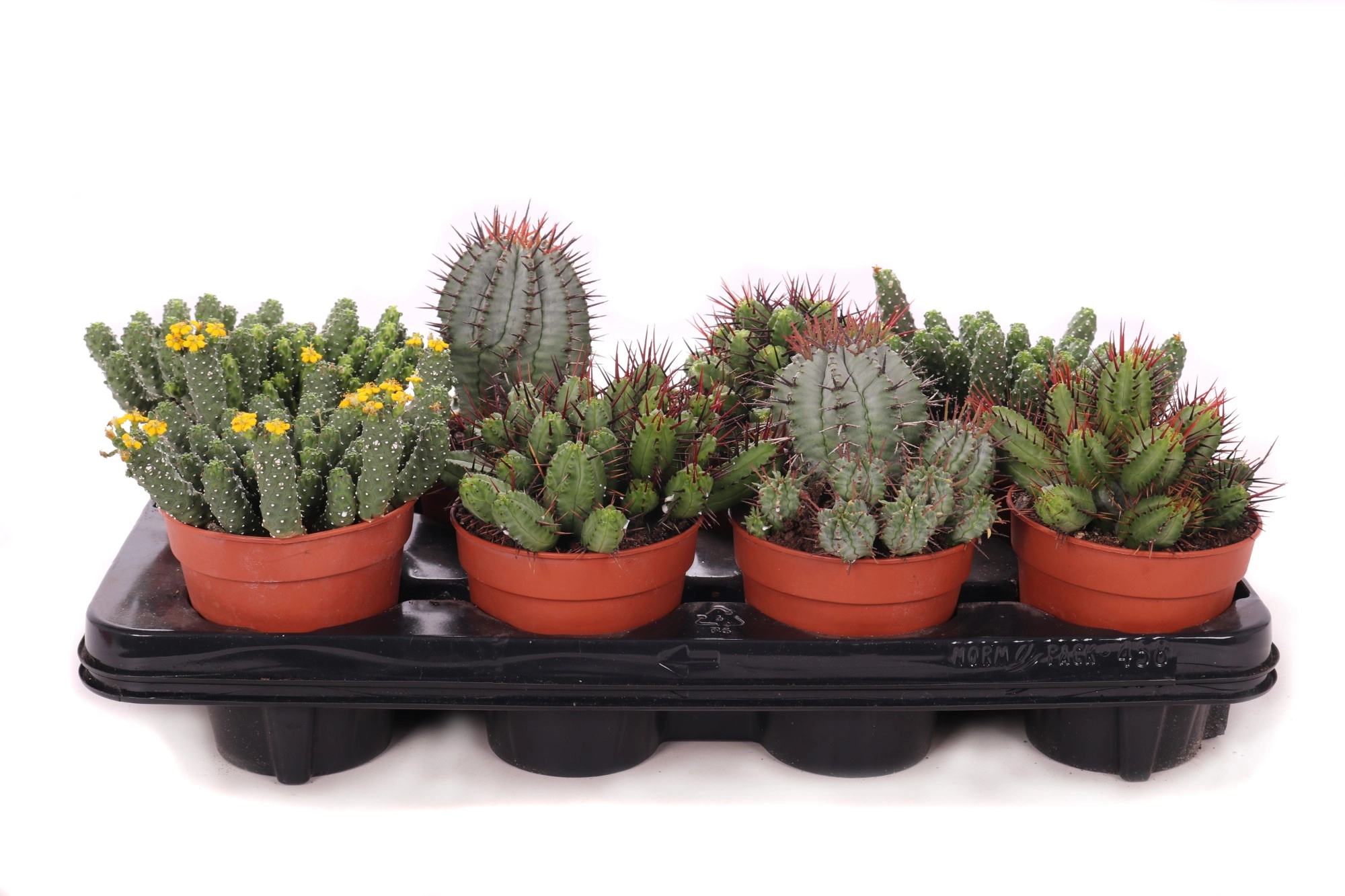 Эуфорбия Канария